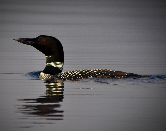 Adirondack Loon 