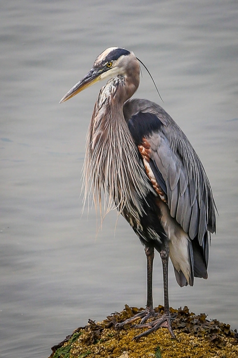 Blue Heron