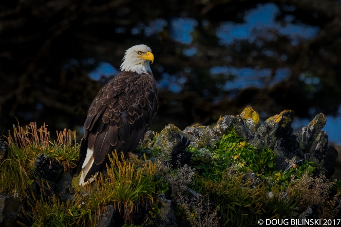 Bald Eagle-Sitka, Alaska