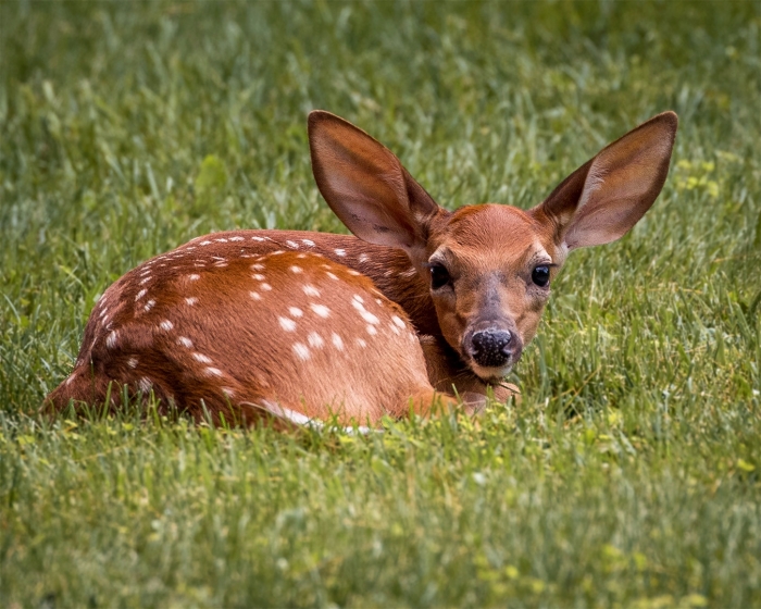 I’m All Ears