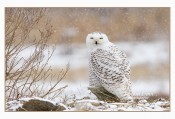 Snowy Snowy Owl