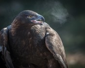 Eagle's Breath