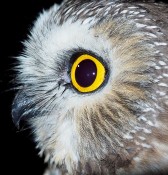 Saw Whet owl