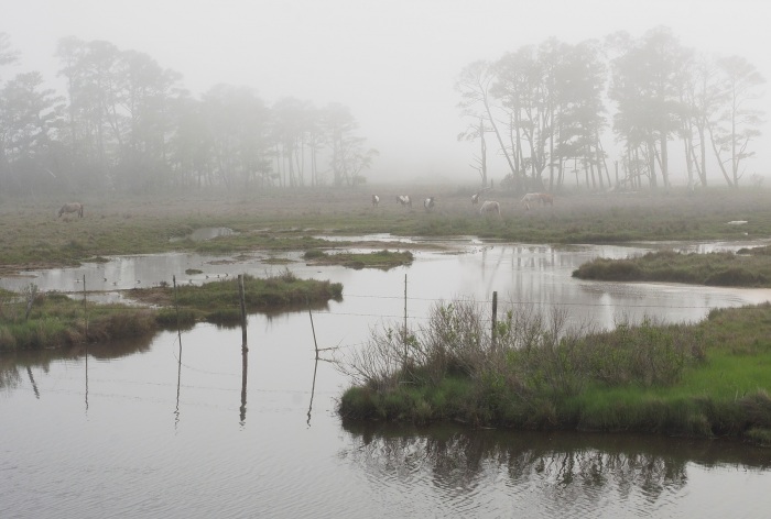  Dreaming of Freedom in the Mists of Chincoteague