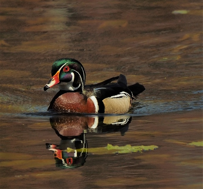 A very handsome wood duck