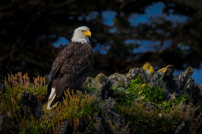 Bald Eagle-Sitka Alaska