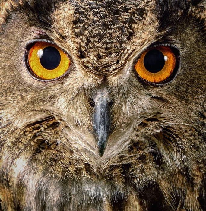 Eye of the Eagle Owl