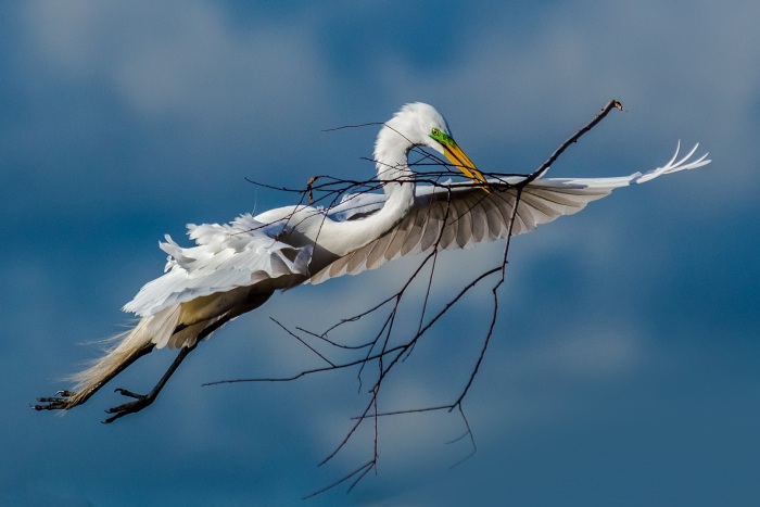 A Great Branch for the Nest