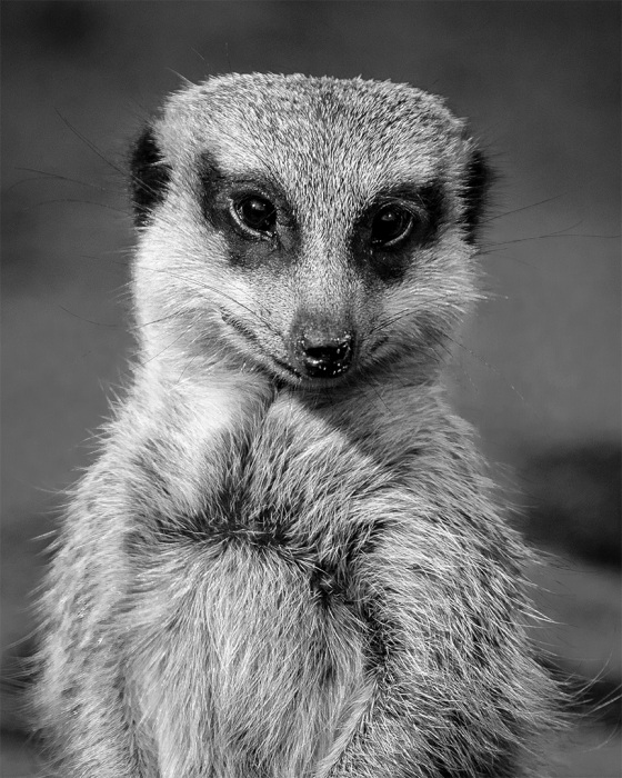 Hi, I'm Meerkat. What's Your Name?