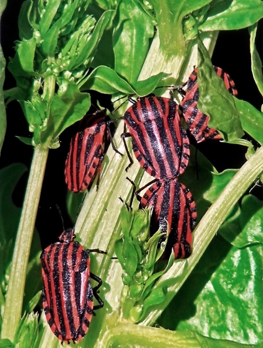 Striped Shield Bugs