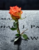 Rose At the Pool of Remembrance: 9/11 Memorial