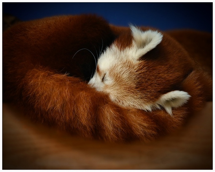 Cuddles the Red Panda