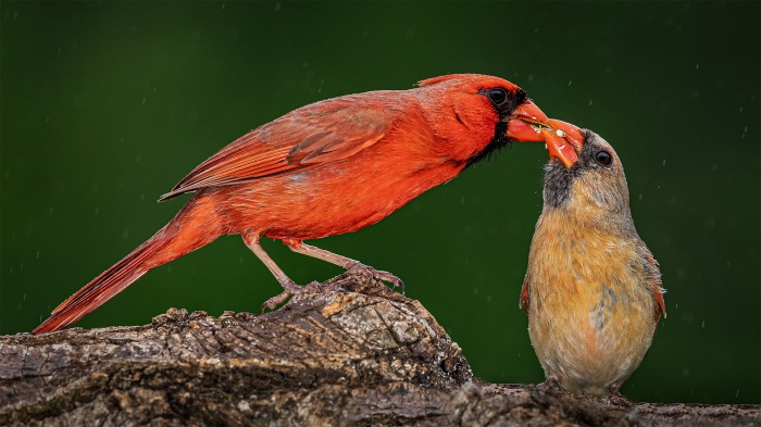 Lovers. Sharing Food In The Rain