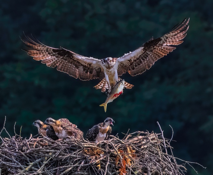 Osprey Breakfast In Bed