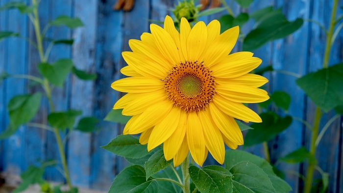 Flower Power in Yellow