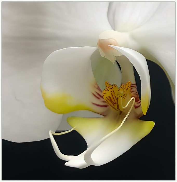 a white orchid's heart