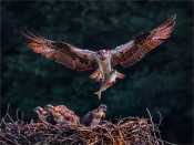 Osprey Breakfast In Bed