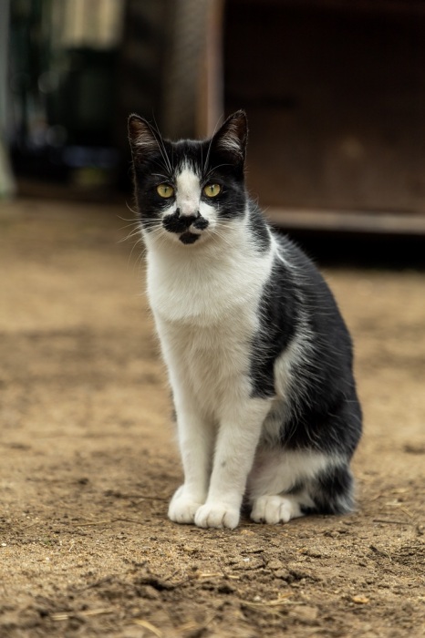 Oreo The Barn Cat