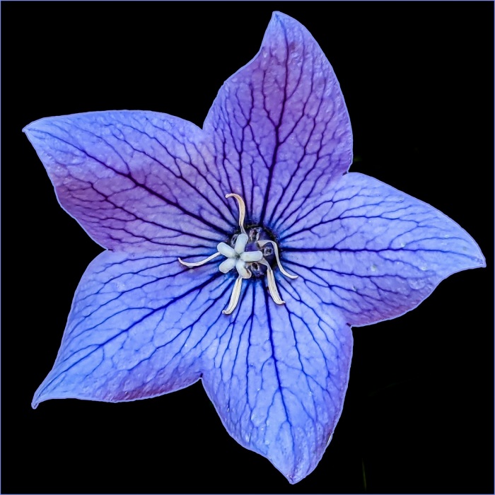 Balloon Flower