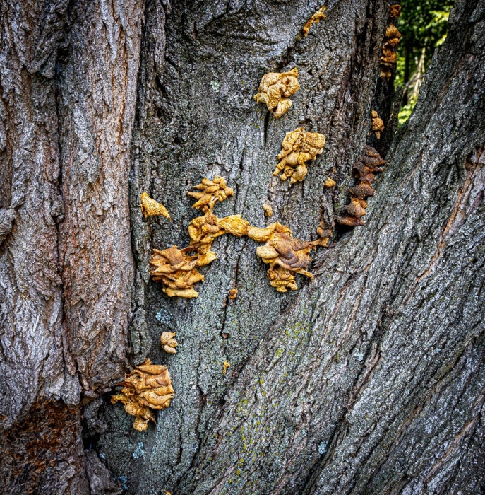 In Nature's Shadow