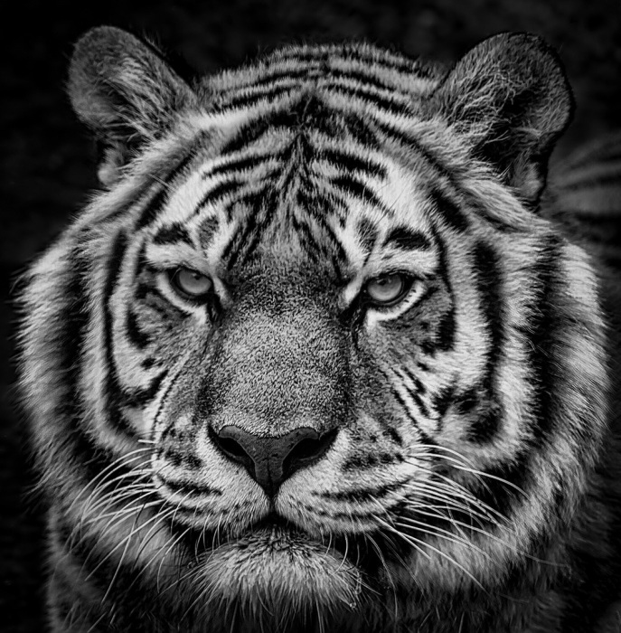 Portrait of An Amur Tiger