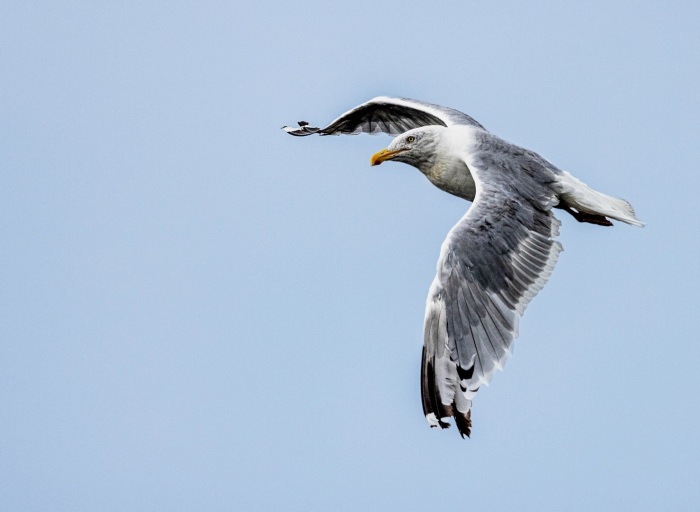 Soaring in the Wild Blue Yonder