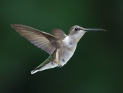 Hummingbird