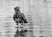 Resting on ice