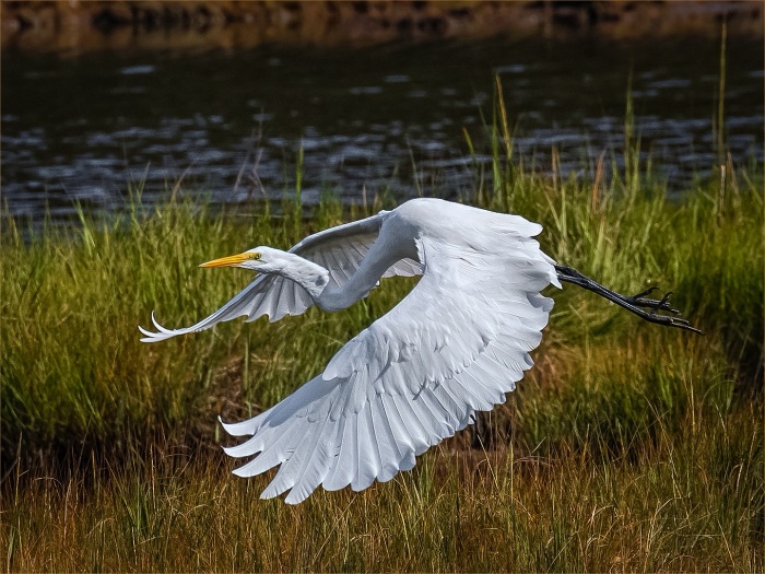 Great Egret In Flight