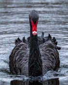 Black Swan in pursuit