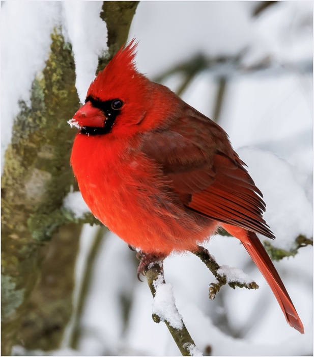 A Very Cold Cardinal