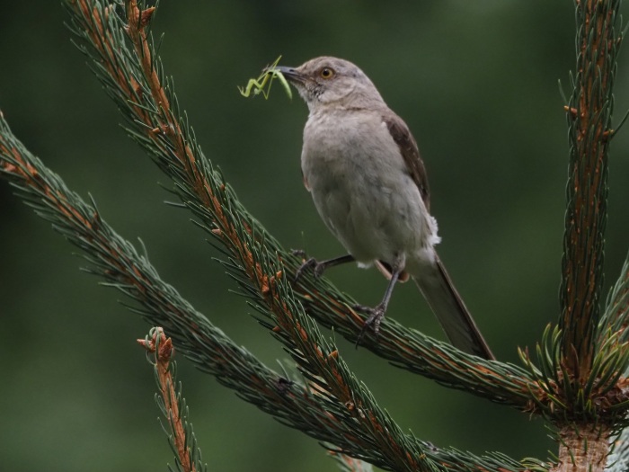 Susan Ferency - Mockingbird Lunch