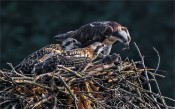 Osprey Meal Time