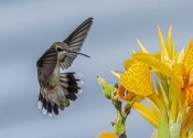 Hovering Hummingbird