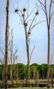 Dead Tree Gives Birds New Life