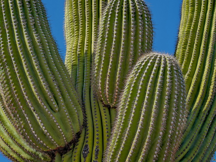 Sugaro Cactus, Arizona