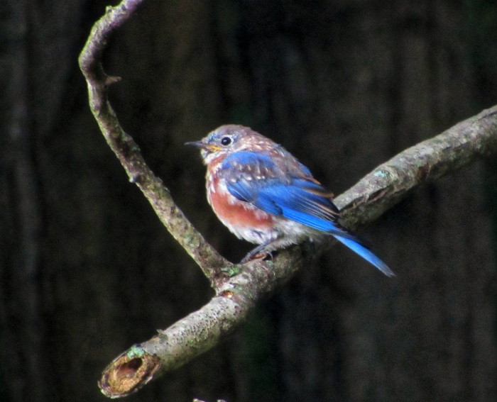 Baby blue songbird 