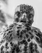 Stare down - Baby Red Tailed Hawk