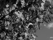 Mono fall foliage