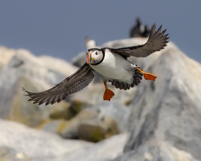 Atlantic Puffin on approach