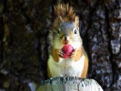 Red Berry For A Red Squirrel
