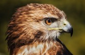 Portrait of A Red-Tailed Hawk