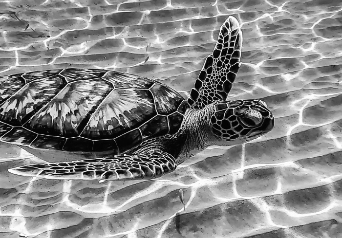 Green Sea Turtle/Curacao