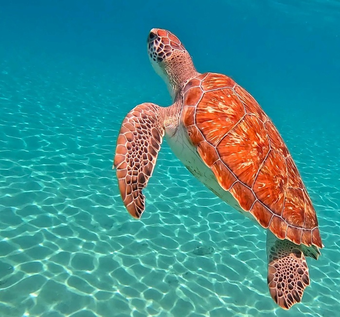 Green Sea Turtle, Curacao