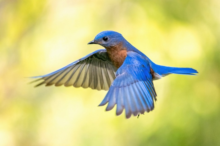 Bluebird in Flight