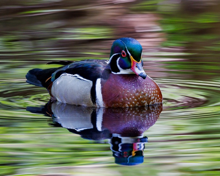 Wood Duck in a Wooded Pond