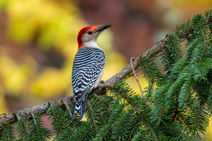 Red-Bellied Woodpecker with Fall Colors