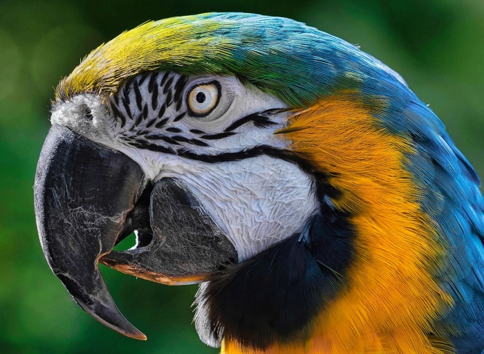 Portrait Of A Blue & Gold Macaw