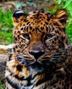 The Gloomy Eyes Of A Leopard