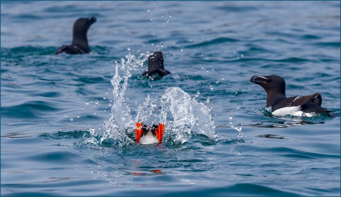 Ignore Him - He's always trying to make a splash